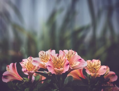 Wat betekent de bloem alstroemeria?