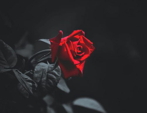 Wat is de betekenis van de roos?